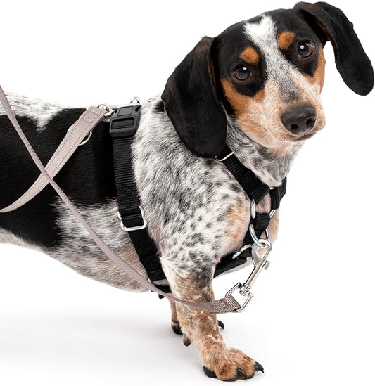 PetSafe Sure-Fit Harness – Five Point Adjustable Dog Harness – from The Makers of The Easy Walk Harness – Small, Black