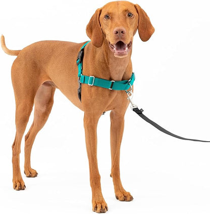 PetSafe Easy Walk No-Pull Dog Harness - The Ultimate Harness to Help Stop Pulling - Take Control & Teach Better Leash Manners - Helps Prevent Pets Pulling on Walks - Medium, Teal