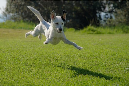 Wipes, 100% Natural Plant-Based Hypoallergenic Pet Grooming Wipes