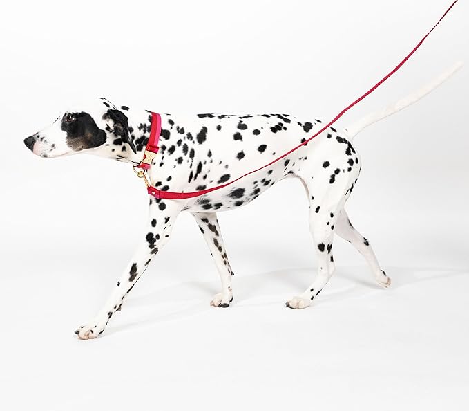 Kate Spade New York 6ft Dog Leash, Heavy Duty Leash for Female or Male Dogs, Cute Pet Leash with Gold Metal Hardware, Long Dog Lead for Medium and Large Breeds (Red and Pink)