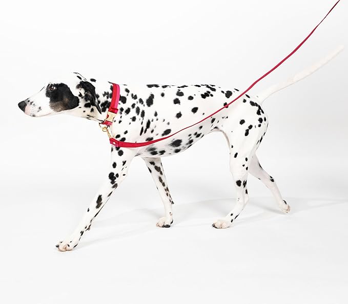 Kate Spade New York 4.5ft Dog Leash, Heavy Duty Leash for Female or Male Dogs, Cute Pet Leash with Gold Metal Hardware, Long Dog Lead for Small and Medium Breeds (Red and Pink)