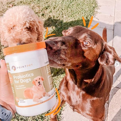Probiotics for Dogs - Premium Probiotic Supplement with Prebiotics - Helps Support Proper Gut Flora, Digestive Tract & Loose Stool - Promote Intestinal Well-being