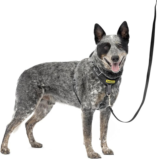 PetSafe Easy Walk Comfort No-Pull Dog Harness Full-Body Padding - Better Walks on The First Use - 5 Points of Adjustment Medium/Large, Black