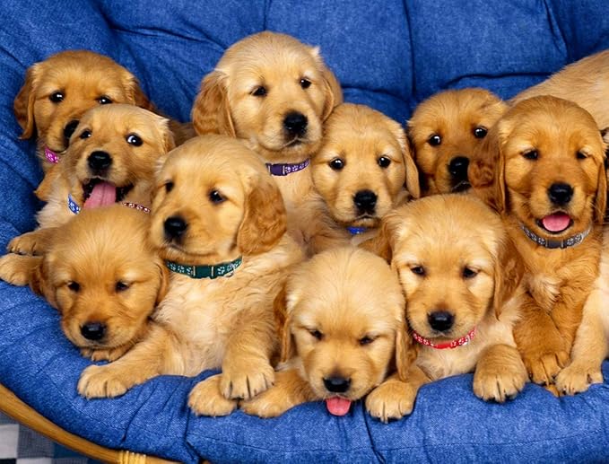 YOY 12 pcs/Set Soft Nylon Puppy Whelping ID Collars - Adjustable Reusable Washable Baby Dog ID Bands Pet Identification for Breeders, Neck 8" - 13"