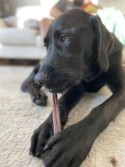 Bully Bunches All Natural 12 Inch Beef Jerky Sticks – Soft and Crunchy Gullet Chews - Odor Free, Rawhide Free, Chemical Free – Safe, Healthy and Nutritious Dog Treats for Light Chewers, 50 Pk