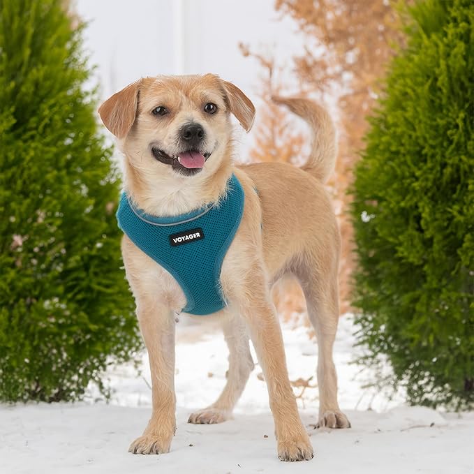 AeroLite No Pull Mesh Dog Harness with Lightweight, Soft, Breathable Chest Coverage, Reflective Stitching, and Adjustable Straps for Walking, Running, Training, Heavy Duty and Durable - Turquoise, XS