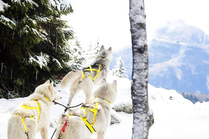 Neewa Sled Pro Harness (XX-Large, Yellow), Dog Pulling Harness, Husky Harness, Mushing Harness, X Back Harness Dog for Dog Exercise, Bikejoring, Skijoring, Dog Sledding, Canicross, Dog Harness