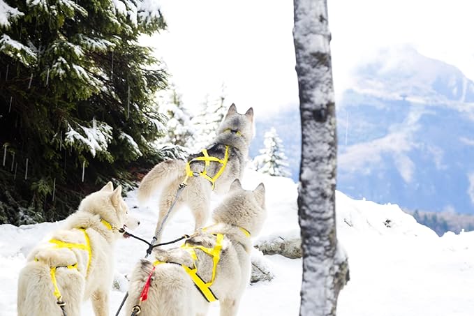 Neewa Sled Pro Harness (Medium, Yellow), Dog Pulling Harness, Husky Harness, Mushing Harness, X Back Harness Dog for Dog Exercise, Bikejoring, Skijoring, Dog Sledding, Canicross, Dog Harness