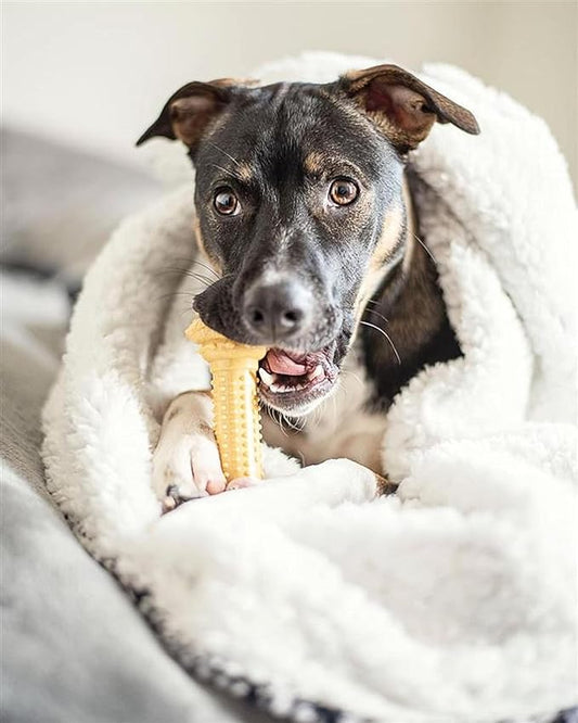 Nylabone Power Chew Barbell Bone Chew Toy for Dogs, Durable Dog Toy, Peanut Butter Flavor, Large - Up to 50 lbs. (1 Count)