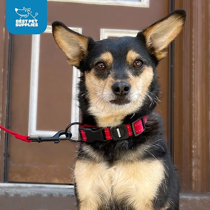 Best Pet Supplies Reflective Dog Collar with Adjustable Length, Heavy-Duty Buckle, and Strong Leash D-Ring, Training, Walking, Jogging Accessory for Small, Medium, and Large Breeds - Turquoise, L