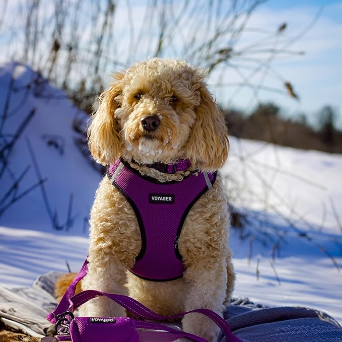 Voyager Reflective Dog Leash with Neoprene Handle, 5ft Long, Supports Small, Medium, and Large Breed Puppies, Cute and Heavy Duty for Walking, Running, and Training - Purple (Leash), M