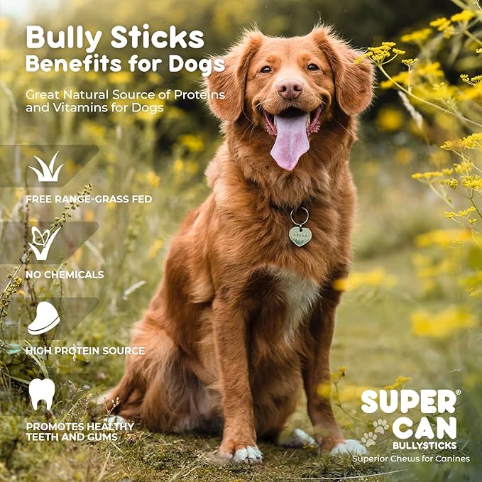 Supercan Bully Sticks for Dogs 6" (10 Count) -100% Natural Farm Raised Beef Dog Chews. Free Range Grass Fed Non-GMO Treats for Dogs