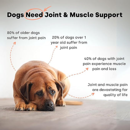 Activity & Recovery Dog Joint Chews. Glucosamine for Dogs & Omega 3. Dog Hip & Joint Supplement Made without Heat. Trout Flavor.