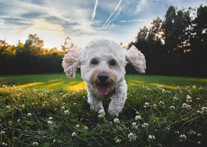 Plant-Powered Defense: Dog Flea and Tick Repellent, Effective Spot-On for Small-Medium Dogs 4-44 lbs, (9.5 Month Supply)