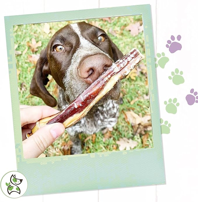 Nature Gnaws Bully Sticks for Large Dogs - Premium Natural Beef Dental Bones - Thick Long Lasting Dog Chew Treats for Aggressive Chewers - Rawhide Free - 6 Inch (10 Count)