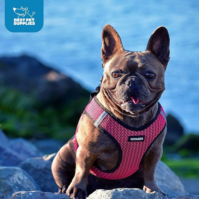 Voyager Step-in Air Dog Harness - All Weather Mesh Step in Vest Harness for Small and Medium Dogs by Best Pet Supplies - Fuchsia (2-Tone), L