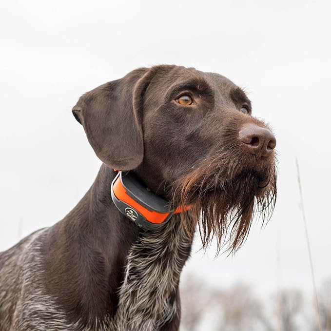 SportDOG Brand SportTrainer 1275 Shock Collar - 3/4 Mile Range - OLED Screen - Waterproof, Rechargeable E-Collar with Remote - Train with Tone, Vibration, and Static, Orange