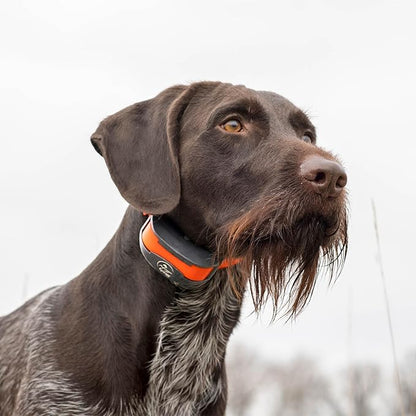 SportDOG Brand SportTrainer 1275 Shock Collar - 3/4 Mile Range - OLED Screen - Waterproof, Rechargeable E-Collar with Remote - Train with Tone, Vibration, and Static, Orange