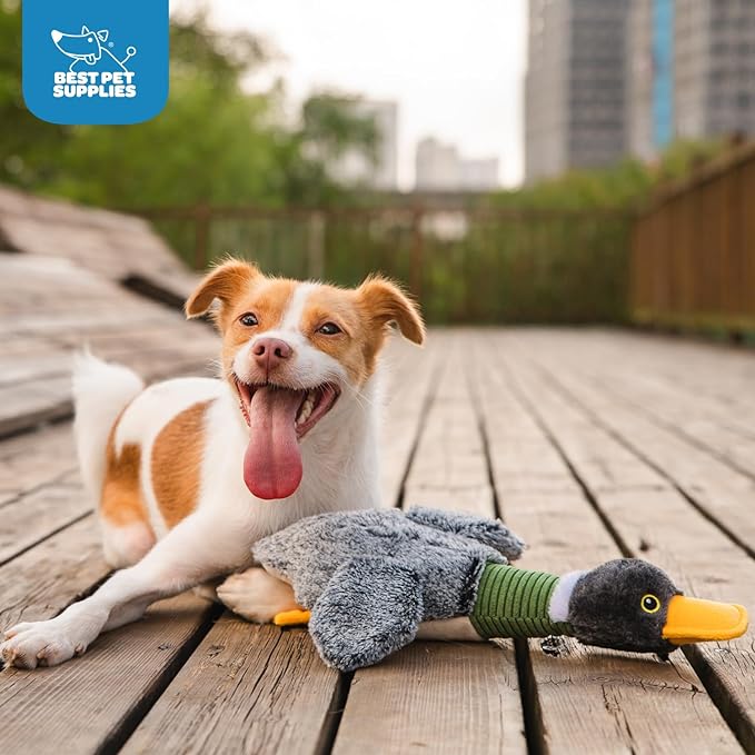 Best Pet Supplies Interactive Mallard Mates Dog Toy with Crinkle and Squeaky Enrichment for Small and Medium Breed Puppies or Dogs, Cute and Plush - Mallard Duck Wing (Gray), Medium