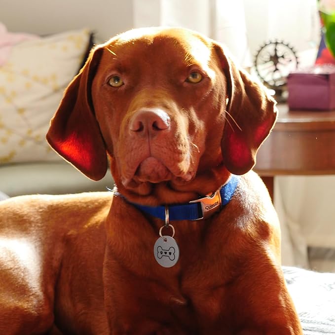MYLUCKYTAG Stainless Steel QR Code Pet ID Tags Dog Tags - Pet Online Profile - Scan QR Receive Instant Pet Location Alert Email