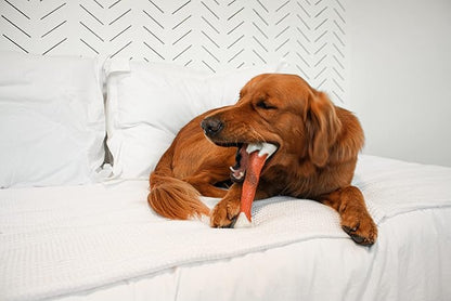 Nylabone Power Chew Femur Bone Rawhide Alternative Nylon Chew Toy for Dogs, Dog Toys for Aggressive Chewers, Beef, Large/Giant (1 Count)
