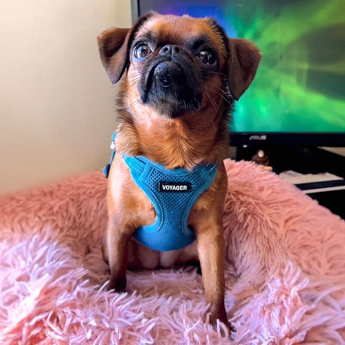 Best Pet Supplies Voyager Adjustable Dog Harness Leash Set with Reflective Stripes for Walking Heavy-Duty Full Body No Pull Vest with Leash D-Ring, Breathable All-Weather - Harness (Turquoise), XL