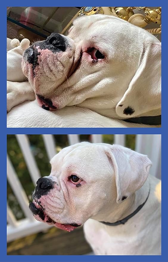 Squishface Wrinkle Wipes – 5”x7” Large Dog Wipes - Deodorizing, Tear Stain Remover – Great for English Bulldog, Pugs, Frenchie, Bulldogs, French Bulldogs & Any Breed! (80 Count)