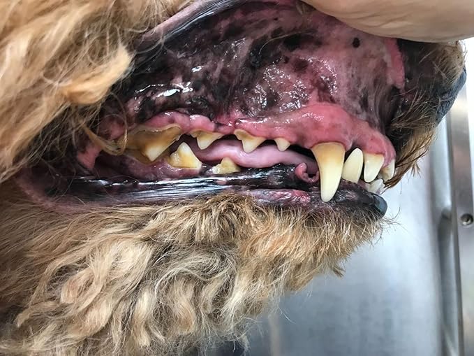 All Natural Dog Toothpaste, Organic Canine Toothpaste for Dogs, Veterinarian Formulated, Removes Tartar & Improves Gum Health, Safe, Made in USA - 5oz Spear Mint