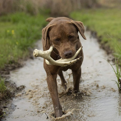 Browning Antler Chew Toy White