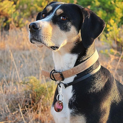 Dog Tag Clips with Keychains, Durable Dog ID Tag with Tag Rings Stainless Steel Pet Tag Clip for Large Dogs Collar Harnesses 1.3 x 0.6 in 6 Clips 18 Rings
