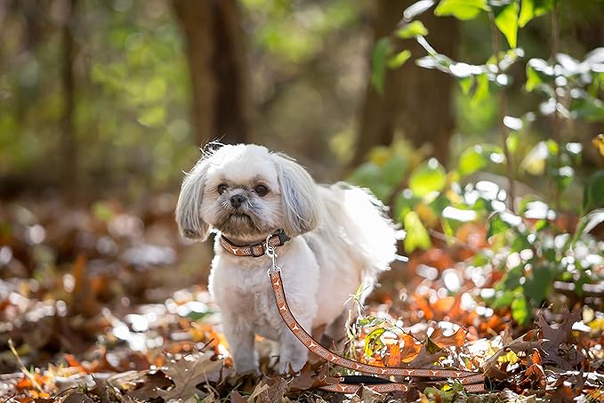 Pets First Collegiate Pet Accessories, Dog Leash, Texas Longhorns, Medium