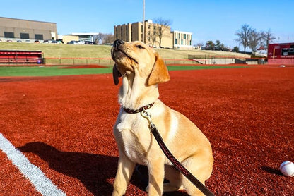 Rawlings | Baseball Stitch Leather Dog Collar | Multiple Sizes | Multiple Colors