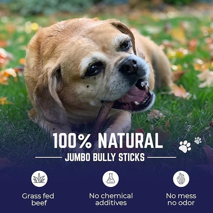 Devil Dog Pet Co. Jumbo Bully Sticks – 12 Inch 6 Pack Chew Treats, 100% All Natural, Free-Range Grass-Fed Beef – Long Lasting & Rawhide Free Bully Stick Dog Chews – Bully Sticks for Dogs