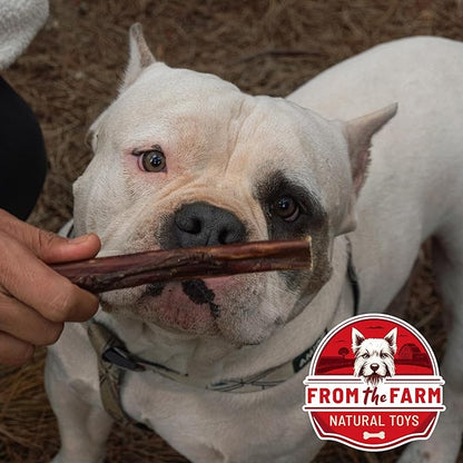 from The Farm Bully Stick 8 inch - Dog Bully Sticks - Odor Free Bully Sticks - Nature Gnaws Natural Dog Chews - Odor Free Bully Sticks for Dogs - Bully Sticks for Medium Dogs