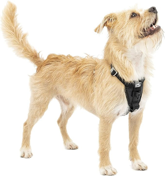 Kurgo Tru-Fit Enhanced Strength Dog Harness - Certified Crash Tested Car Safety Harness for Dogs - Metal Buckles, Padded Chest - includes Pet Seatbelt - No Pull Training - Black, Small