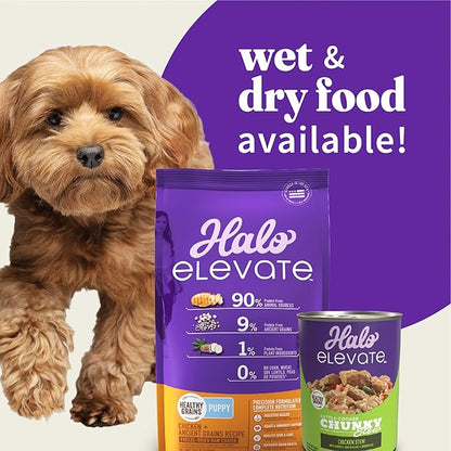 Halo Elevate Wet Dog Food, Kettle Cooked Chunky Healthy Grains Chicken Stew with Carrots, Pumpkin & Brown Rice, 12.7oz (Pack of 6)