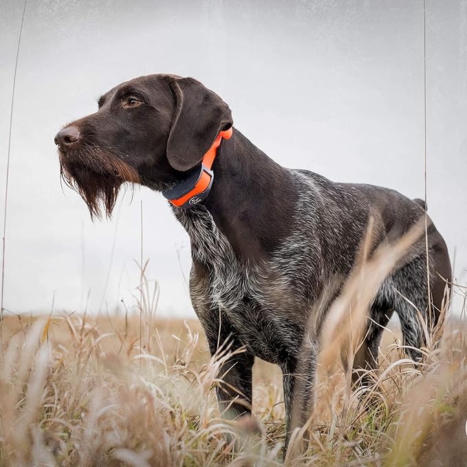 SportDOG Brand 3/4 Inch Collar Straps - Waterproof and Rustproof - Tighlty Spaced Holes for Proper Fit - Reflective Blue