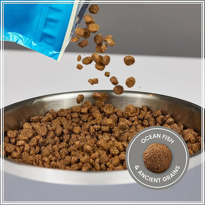Muenster Ancient Grains Dog Food (4lb) - Ocean Fish Dry Dog Food for Large Dogs – Gluten Free, Non-GMO High Protein Dog Food - Healthy Digestive Dog Kibble for All Life Stages
