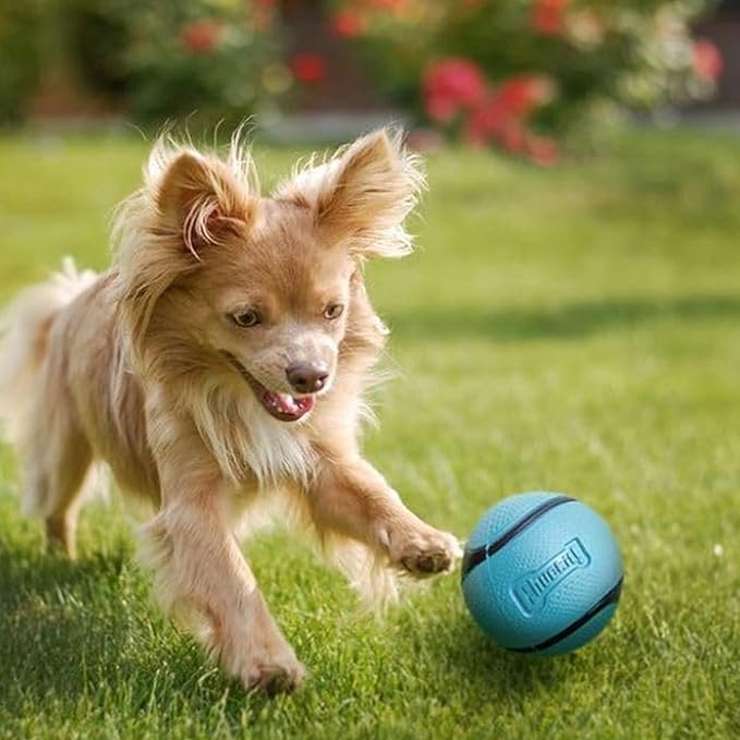 Chuckit! Sniff Ball Dog Toy, Durable High Bounce Bacon Scented Rubber Dog Ball Fetch Toy, Medium, 1 Pack