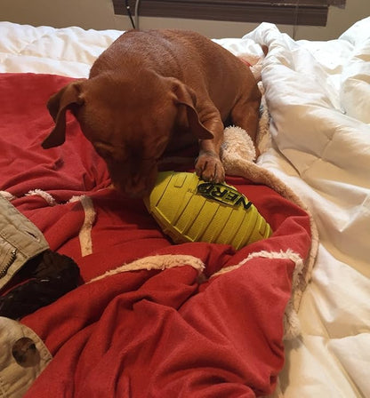 Nerf Dog Rubber Football Dog Toy with Squeaker, Lightweight, Durable and Water Resistant, 7 Inch Diameter for Medium/Large Breeds, Single Unit, Green, Model:6997