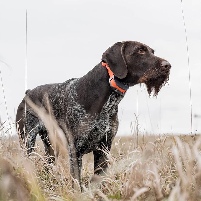 SportDOG Brand SportTrainer 1275 Shock Collar - 3/4 Mile Range - OLED Screen - Waterproof, Rechargeable E-Collar with Remote - Train with Tone, Vibration, and Static, Orange