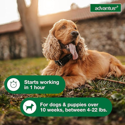 Dog Advantus Chewable Flea Treatment for Dogs 4 - 22 lbs. | 30 ct.