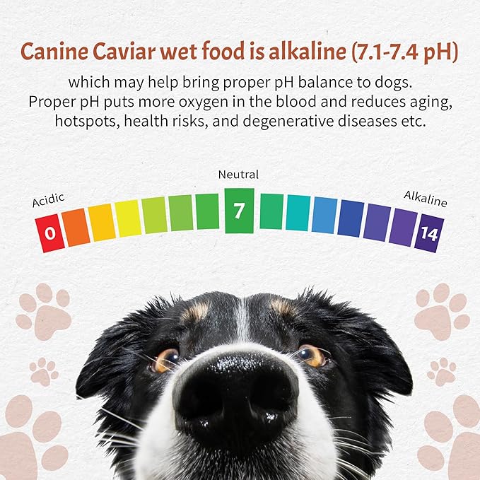 Canine Caviar Wet Dog Food - Salmon Flavored Canned Dog Food 12 Pack (12 oz), Grain and Synthetic Free Gourmet Topper, Wet Dog Food for Small Dogs, Medium Dogs, and Large Dogs