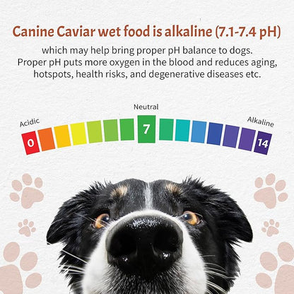 Canine Caviar Wet Dog Food - Salmon Flavored Canned Dog Food 12 Pack (12 oz), Grain and Synthetic Free Gourmet Topper, Wet Dog Food for Small Dogs, Medium Dogs, and Large Dogs