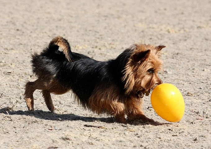 Jolly Pets Jolly Egg Dog Toy, 8 Inches/Medium, Yellow