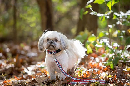 MLB PET Leash, Small, Chicago Cubs Dog Leash, Baseball Team Leash for Dogs & Cats. A Shiny & Colorful Dog & Cat Leash with Emboridered Team Name/Logo Licensed by the MLB