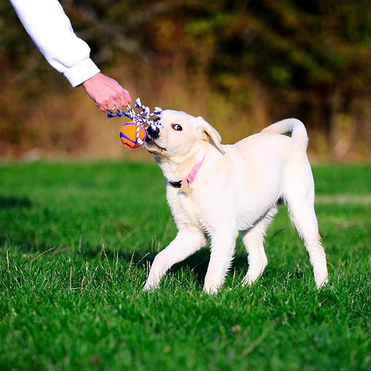 Chuckit Ultra Toss Dog Toy, Medium Indoor and Outdoor Dog Toy for Dogs 20-60 Pounds