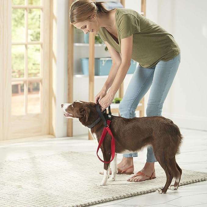 Nylon Dog Leash with Shok-Tek Bungee – Reflective – Franklin Pet Supply Co – Comfort – Neoprene Handles – Shok-Tek Bungee System – 4 Foot – Dog Training – Walking - Red
