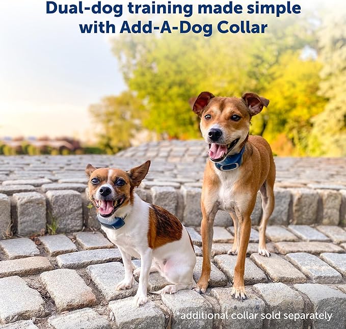 PetSafe 300 Yard Remote Training Collar Smaller Version for Small or Medium Dogs Choose from Tone, Vibration, or 15 Levels of Static Stimulation Medium Range Option for Training Off Leash Dogs