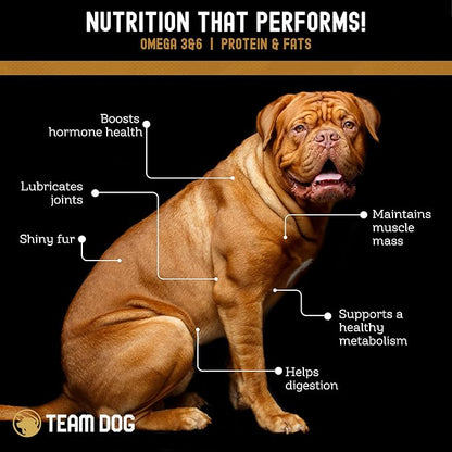 Freeze Dried Salmon Dog Treats for Training | Healthy Gluten Free, Grain Free Dog Treats | No Added Fillers, Flavoring or by-Products | for All Breeds & Sizes | 5 Oz